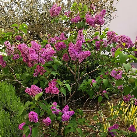 Apartment Apartments With A Swimming Pool Punat, Krk - 5378 *